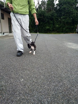 リーダーウォークの訓練中です 奥田様 倉田ダン君 小山内葵ちゃん 吉本様 ボストンテリア 全国対応のブリーダー